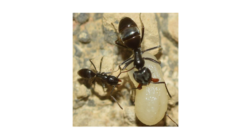 Die Bestimmung von Ameisen ist schwierig und muss von Experten vorgenommen werden. Die unterschiedliche Individuengrösse von 1–3 mm ist eines der Merkmale von Tapinoma nigerrimum aggr. (Quelle: www.gbif.org)