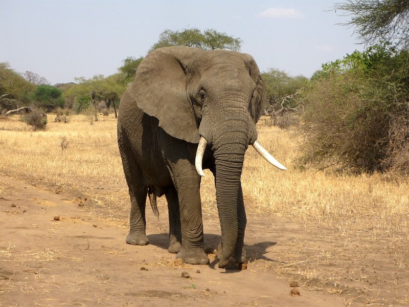 Elefant