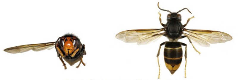Asiatische Hornisse