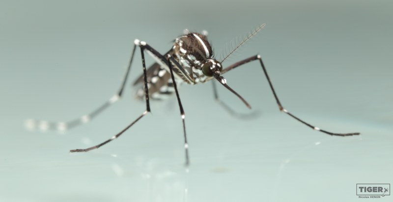 Asiatische Tigermücken melden und Brutstätten vermeiden