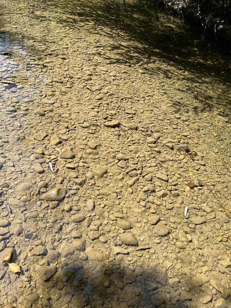 Tote Fische treiben in Hölstein in der Vorderen Frenke