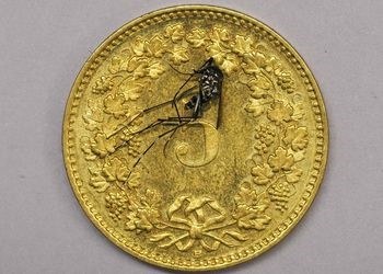 Grössenvergleich Asiatische Tigermücke