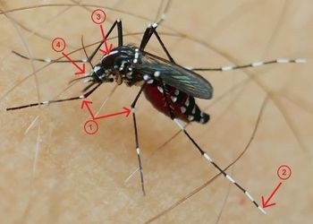 Merkmale Asiatische Tigermücke