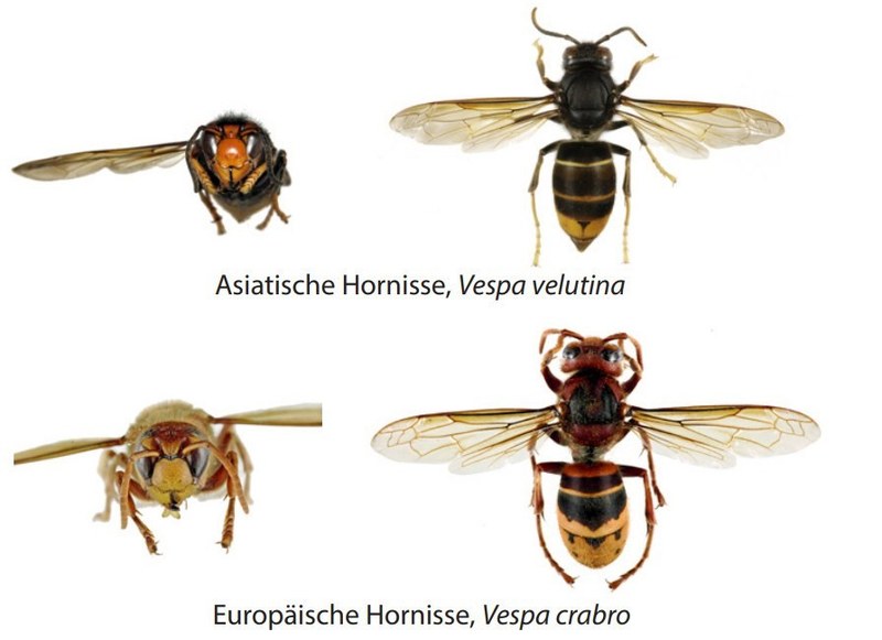 Asiatische Hornisse