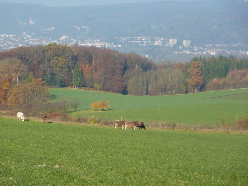 Bild