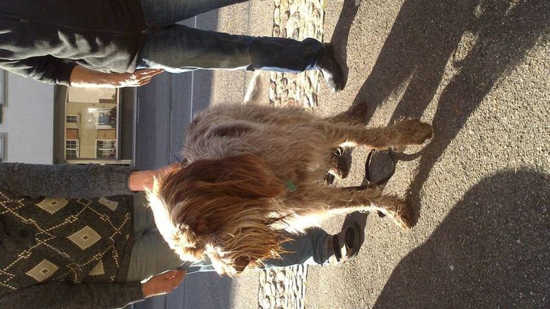 csm_hund_milou_f76ca84be8.jpg