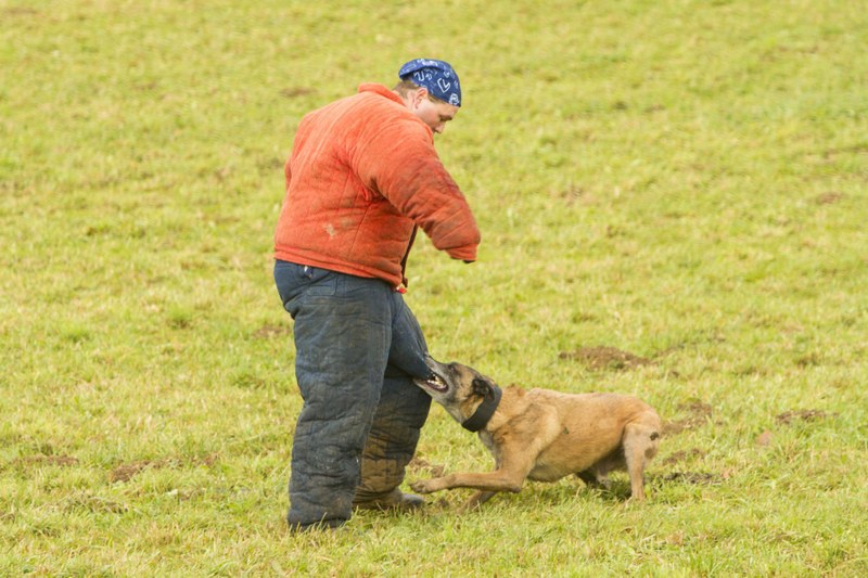 2016_11_11_Läufelfingen_Hundeprüfung_Sherlock