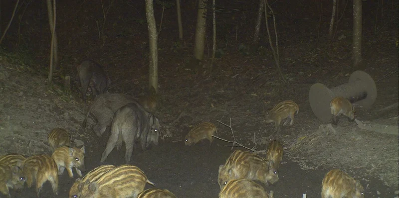 Bild Wildschweine