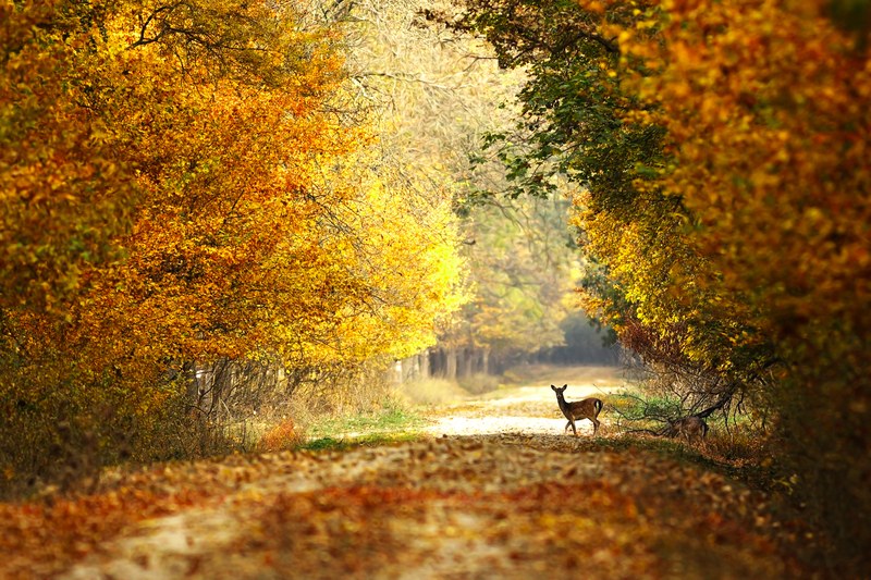 Bild Wald