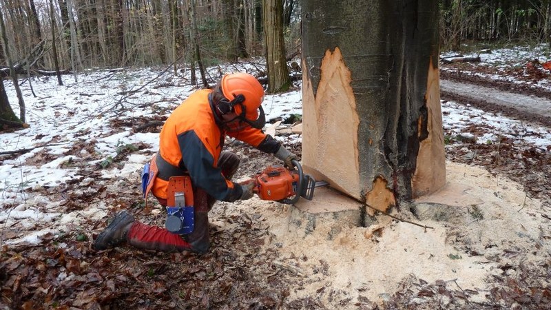 Bild Ressource Holz