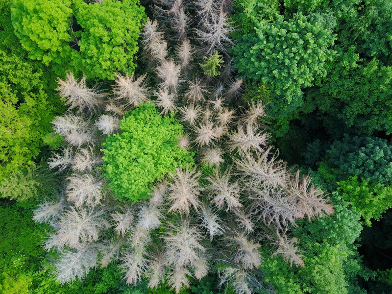 Wald im Klimawandel