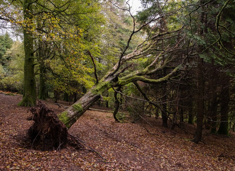 Wald im Klimawandel