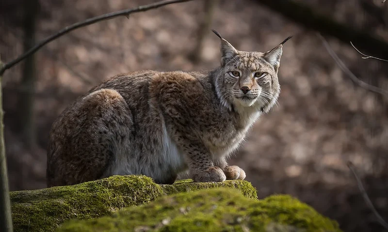 Bild Luchs