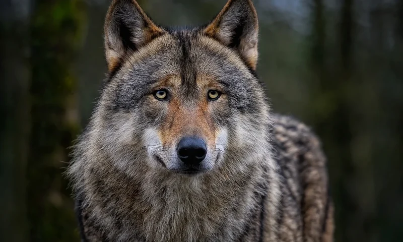 Bild Wolf