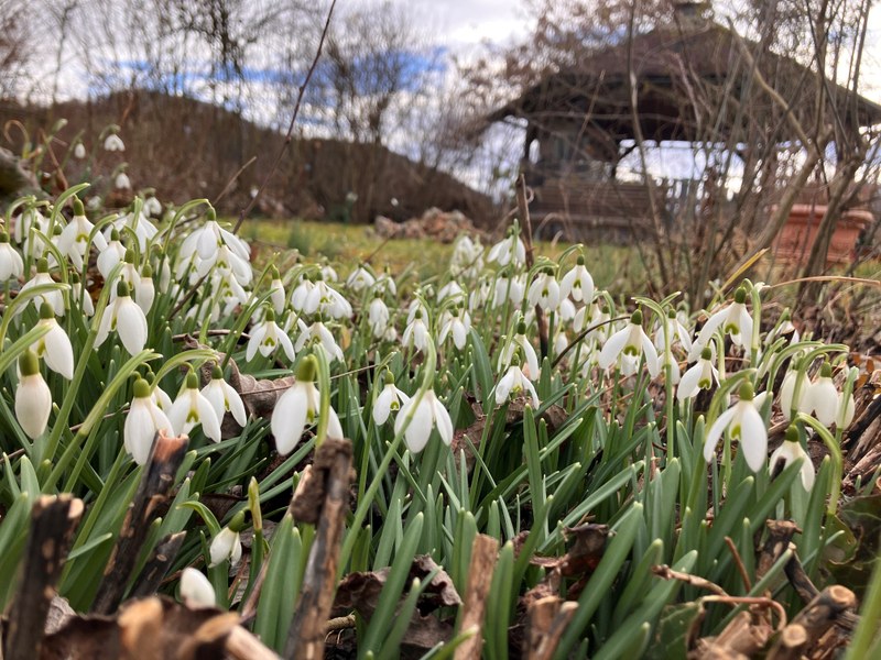 Unordnung hilft Insekten beim Auszug