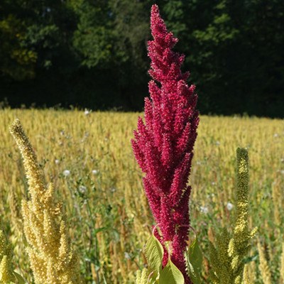 Amaranth - Das Korn der Azteken