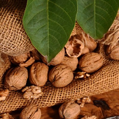 Baumüsse - Gesund und aus der Region