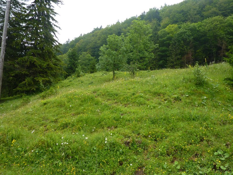 Extensiv genutzte Weiden