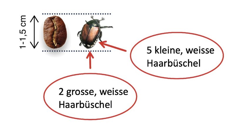 Erkennungsmerkmale