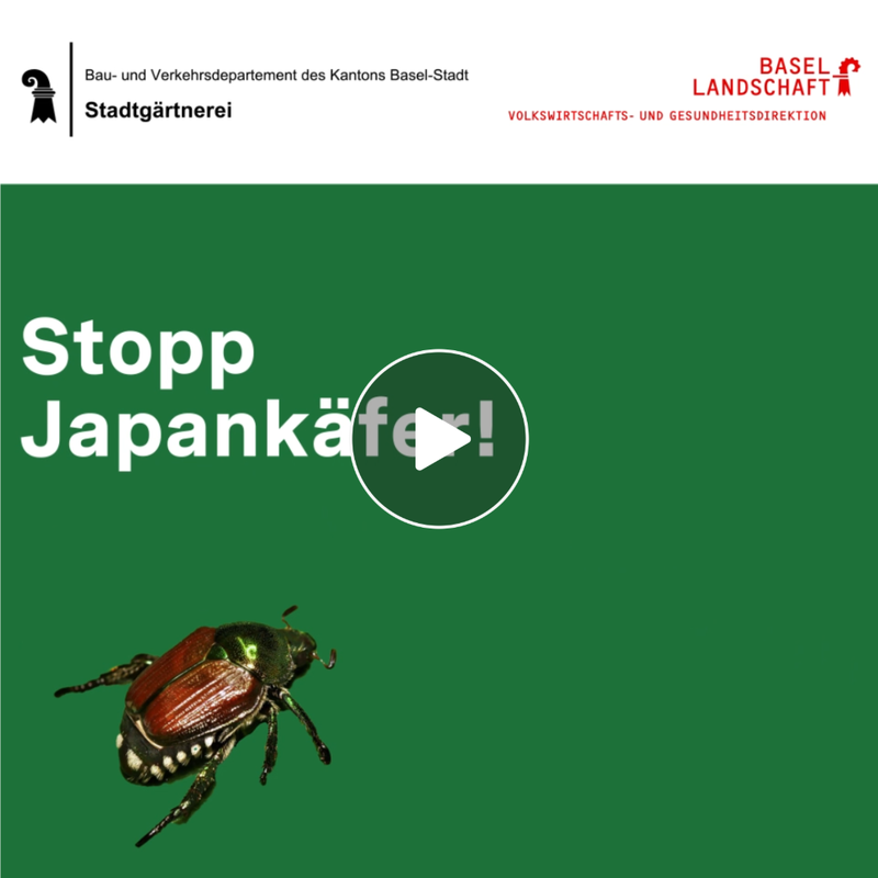 Stopp Japankäfer