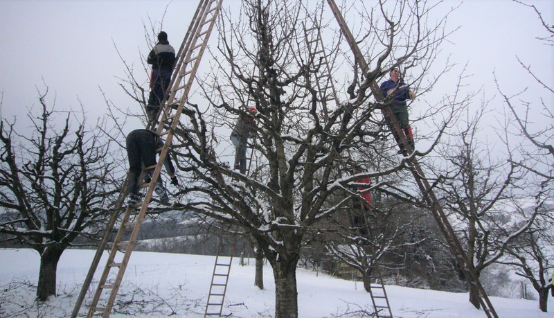 Baumschnittberatung auf dem eigenen Betrieb