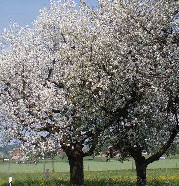 Die Kirschensorte „Schauenburger“