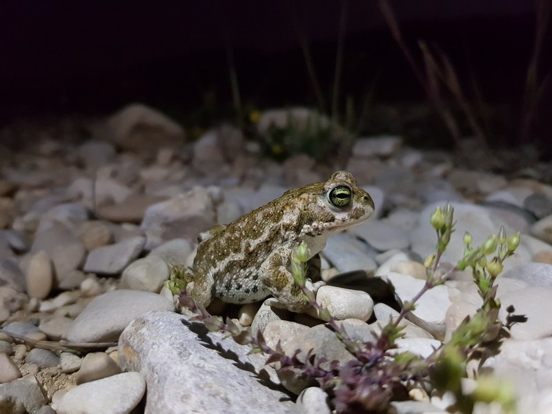 Amphibien und Reptilien