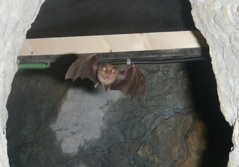 Fledermäuse