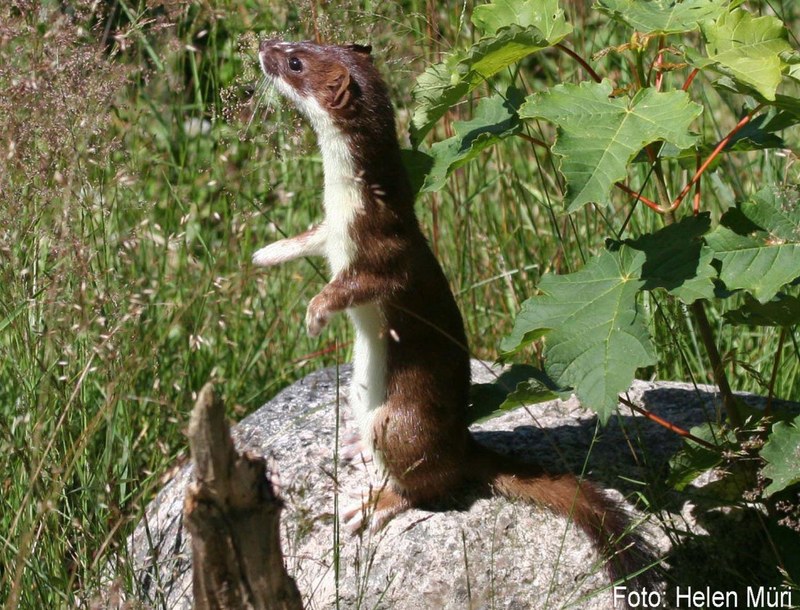Kleine Säugetiere