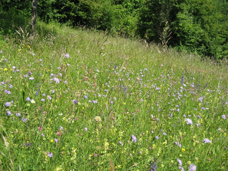 Fromentalwiese (Foto: NL)