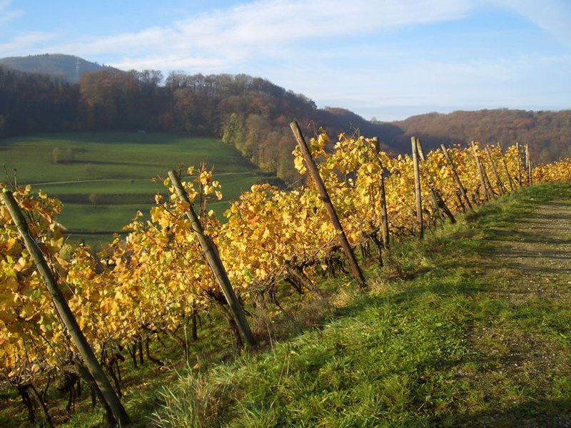 Rebberg, Gemeinde Buus