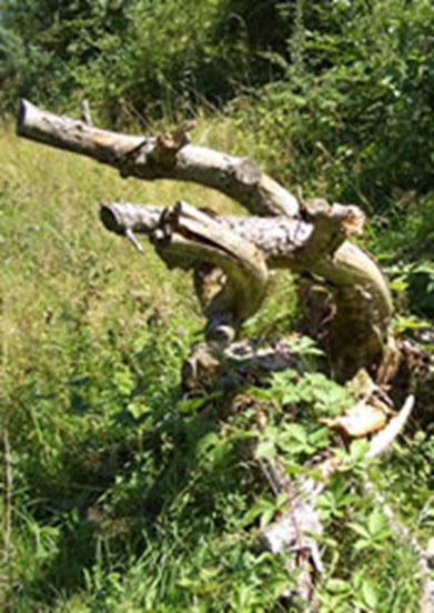 Strukturen