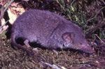 Gartenspitzmaus