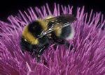 Gartenhummel