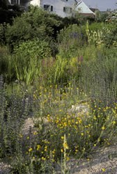 Gründe für einen naturnahen Garten