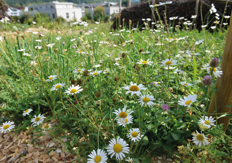 Blumenwiese