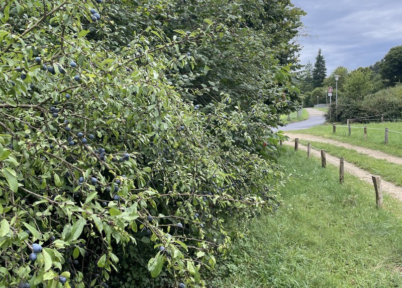 Wildhecke aus einheimischen Sträuchern