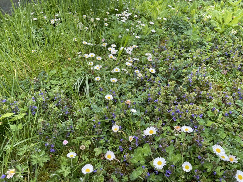 Blumenrasen für extensiv genutzte Bereiche