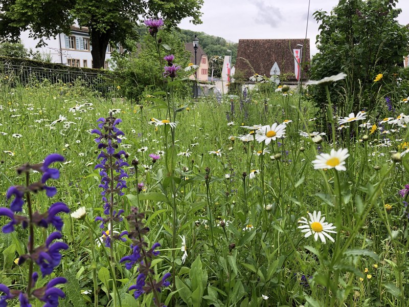 Blumenwiese für ungenutzte Bereiche