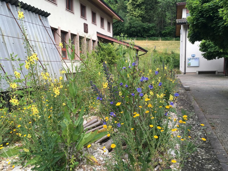 Stauden für sonnige Standorte