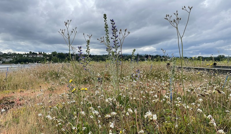 Gründe für einen naturnahen Garten