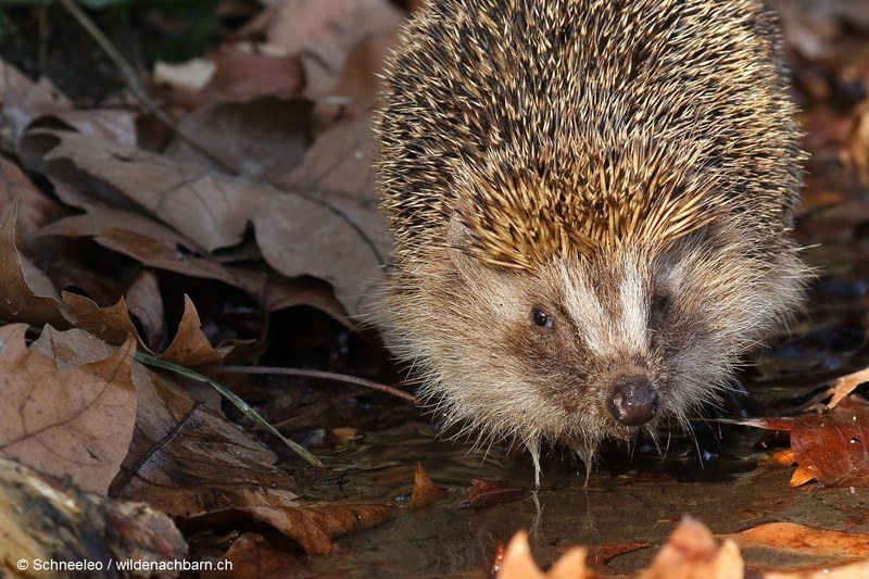 Freie Bahn für Igel