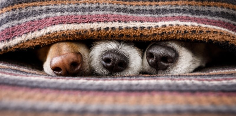 Hunde