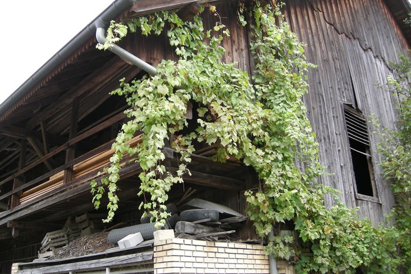 mit-vgd_2012-08-17_alte-rebsorten_1.jpg