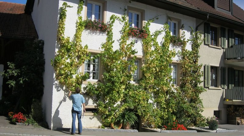 mit-vgd_2012-08-17_alte-rebsorten_2.jpg