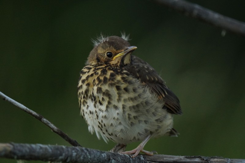 Jungvögel