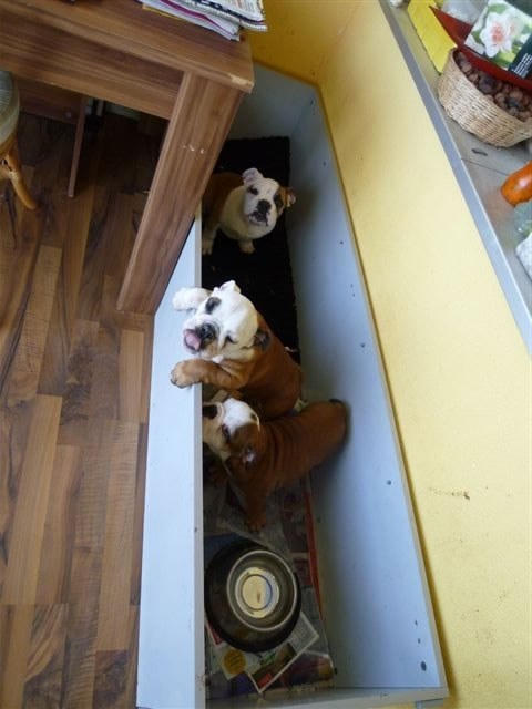 mit-vgd_2012-03-26_hund-1.jpg