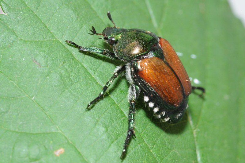 Käfer