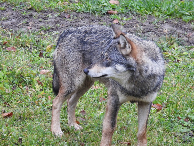 wolf