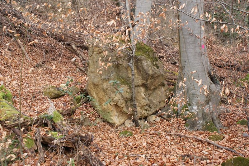 mit-vgd_2014-01-27_schutzwald_1.jpg